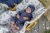 PERCY_RAMPERS_16_2.jpg