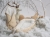 KORIN 2_2 (1).jpg